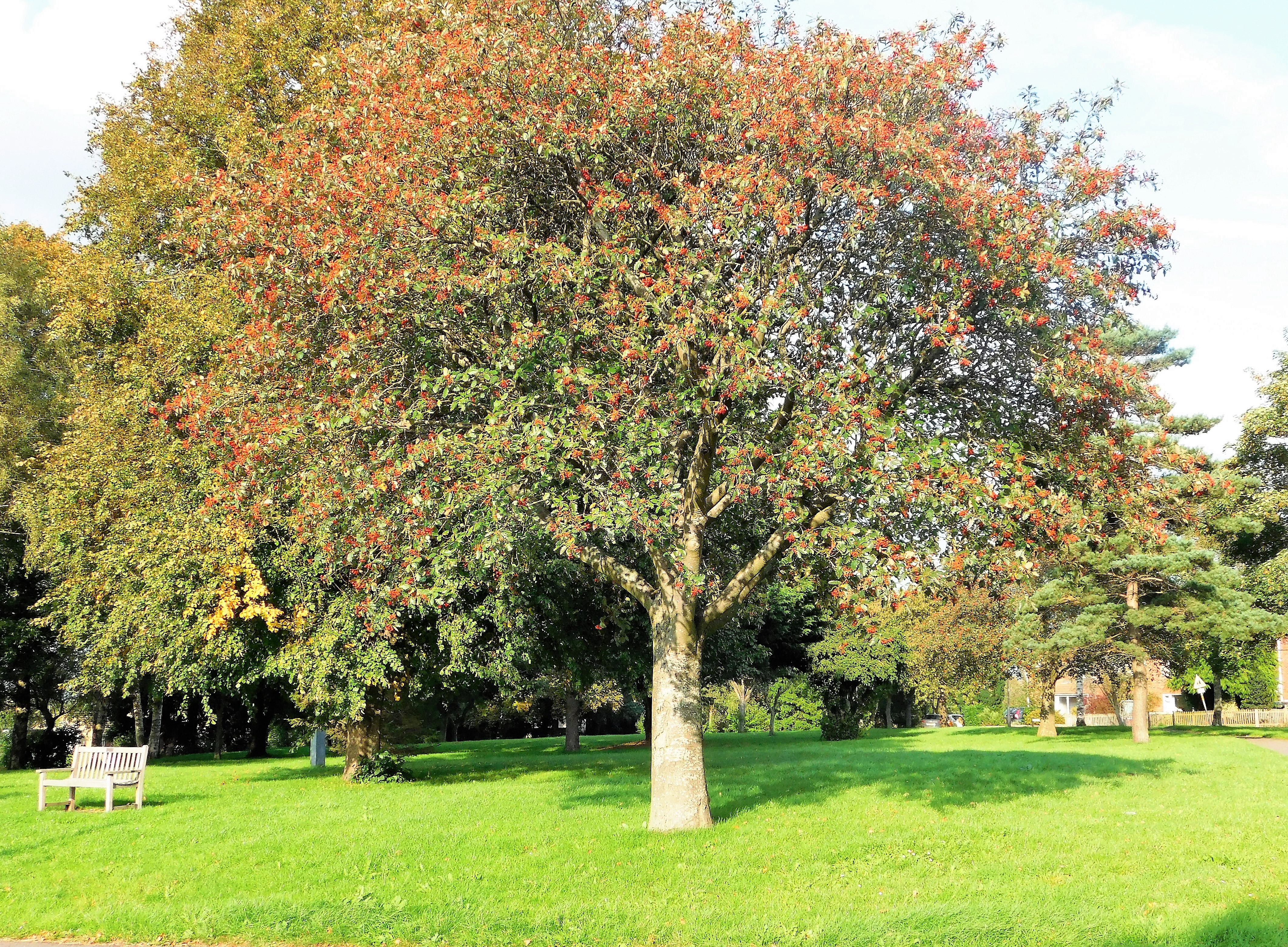 millennium green 1